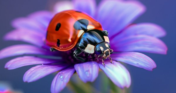 ladybug on a flower