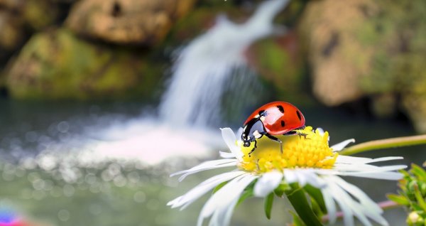 ladybug on a flower