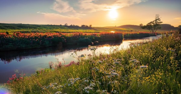 meadow with a river and flowers and the sun setting